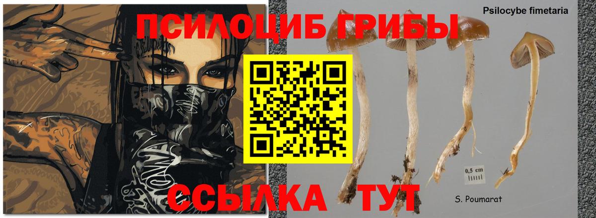Галлюциногенные грибы мухоморы Волгоград